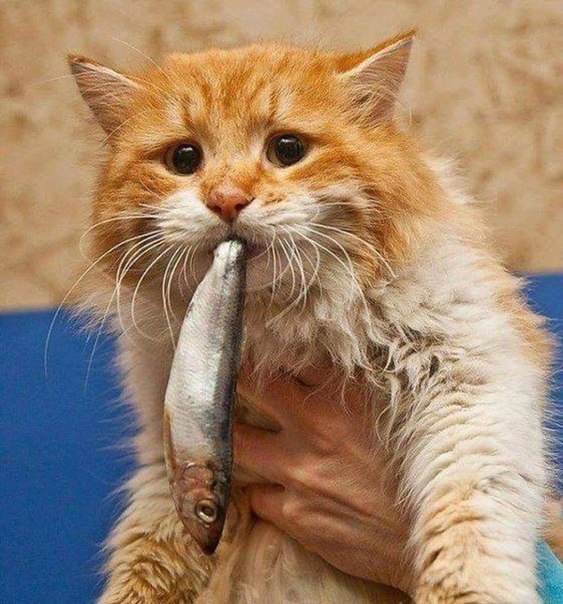 563x604, 93 Kb / кот, рыба, килька, муррзик, селфи