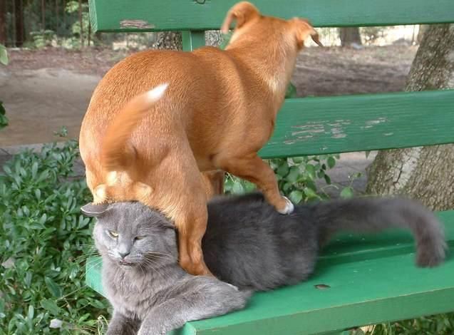 637x470, 56 Kb / щенок, кот, кошка, пес