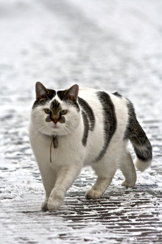 564x847, 65 Kb / кот, котэ, черно-белый, ошейник, снег, узор