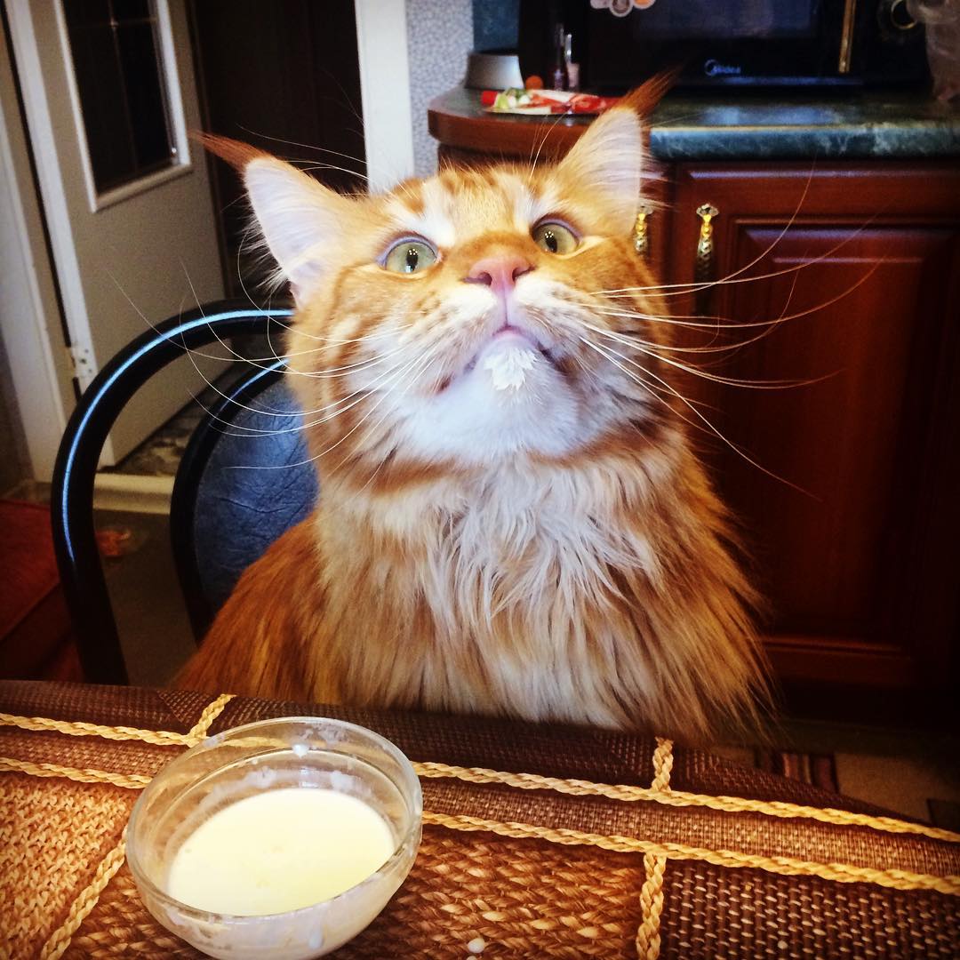 1080x1080, 151 Kb / котэ, молоко