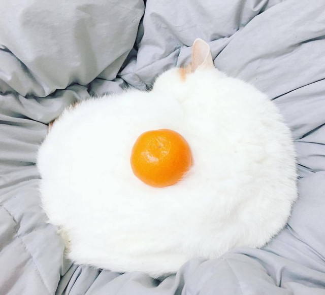 640x582, 54 Kb / котэ, мандаринка