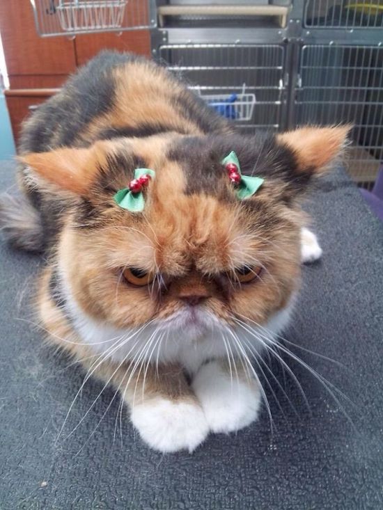 550x733, 76 Kb / котэ, бантики, хмурый