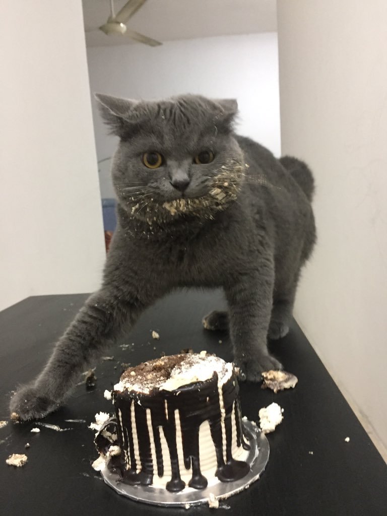 768x1024, 84 Kb / котэ, торт, врасплох