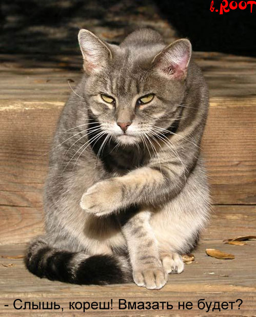 499x619, 96 Kb / кот, наркоман