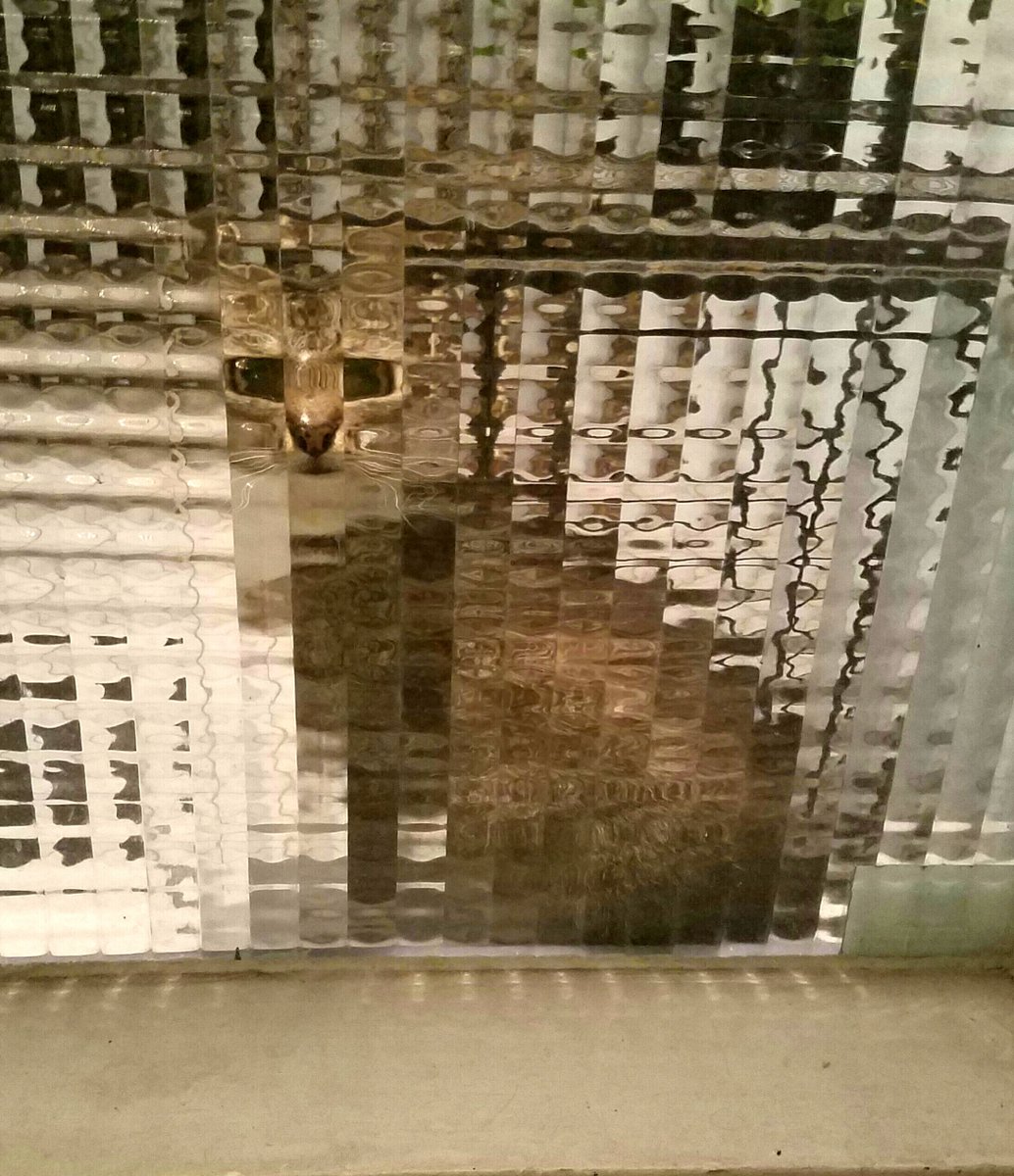 1034x1200, 231 Kb / котэ, кошка, стекло, пиксель, дискретность, взгляд