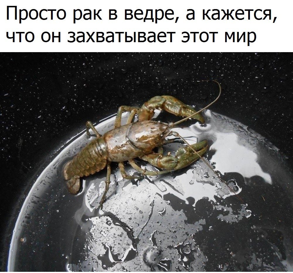 1000x932, 259 Kb / ведро, рак, мир, захват, иллюзия