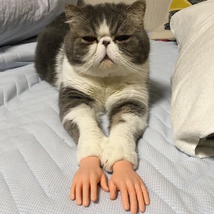 736x736, 103 Kb / кот, лапы, руки