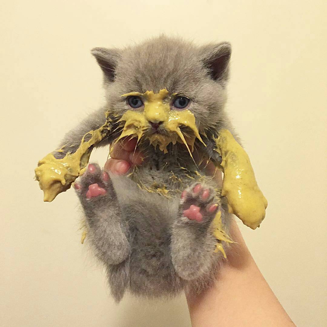 1080x1080, 90 Kb / котенок, лапки, горчица
