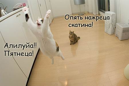 450x300, 20 Kb / кошки, пятница, аллилуйя