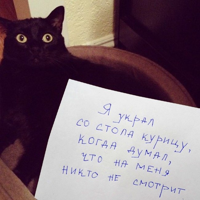 650x651, 64 Kb / кот, курица, украл, признание