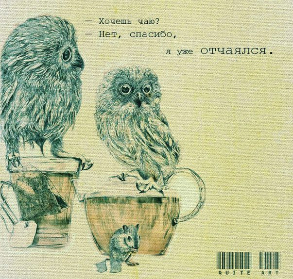 603x575, 440 Kb / совы, мышь, чай, отчаялся