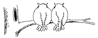 332x130, 34 Kb / совы, гиф