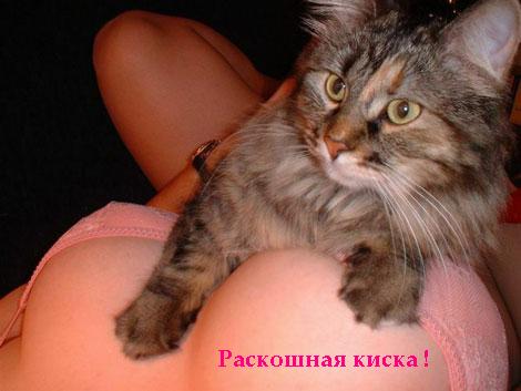 470x353, 24 Kb / кот, грудь