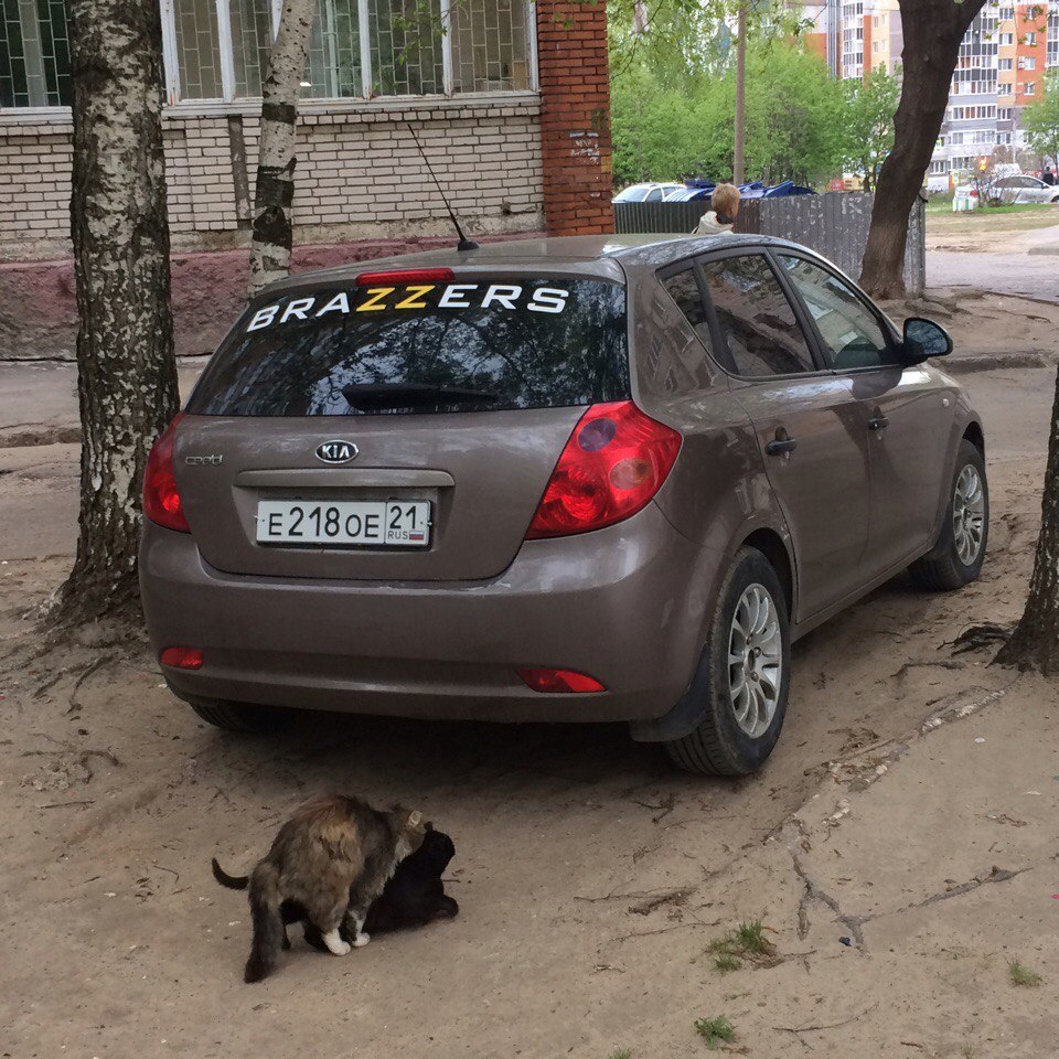 960x960, 246 Kb / киа, браззерс, секс, коты, авто