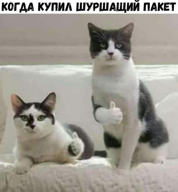750x807, 31 Kb / Кот, пакет, палец