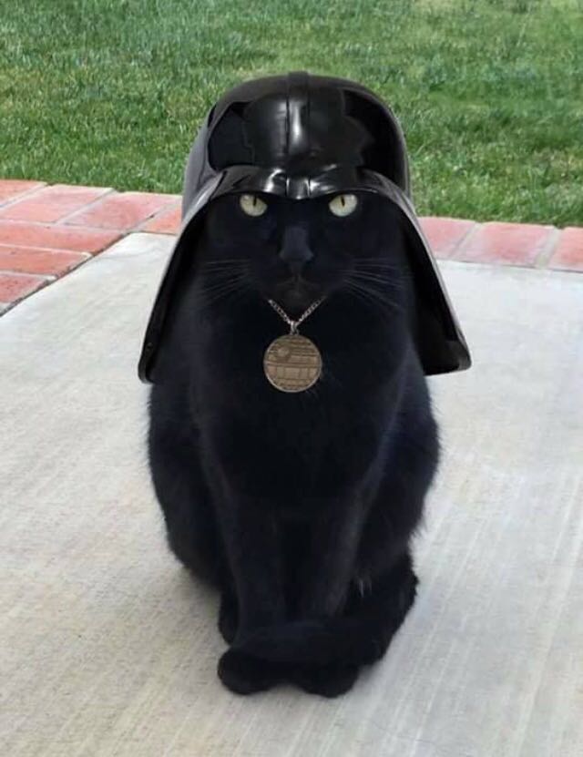 640x831, 51 Kb / Кот, шлем, медальон, звезда смерти, star wars