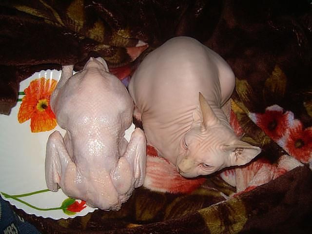 640x480, 43 Kb / сфинкс, кот, курица