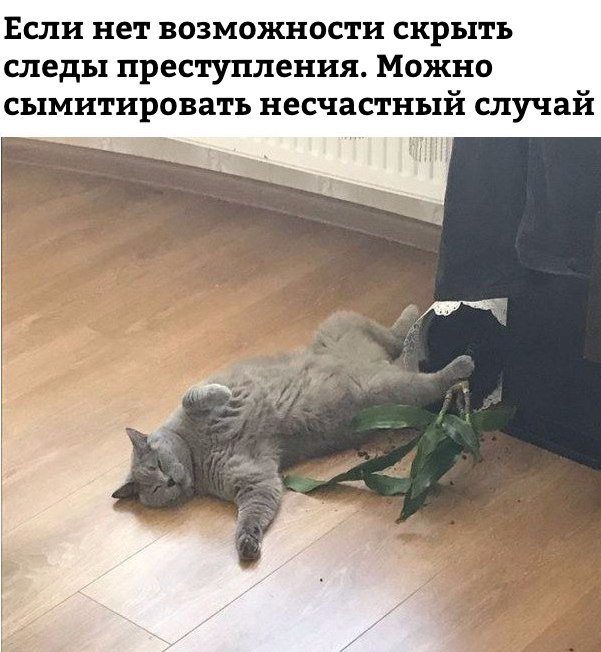601x652, 73 Kb / кот, горшок, несчастный случай