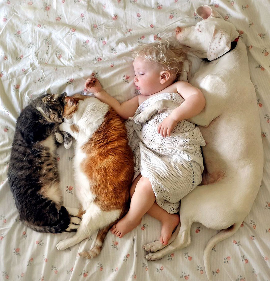880x917, 185 Kb / гармония, коты, детя, собака, сон