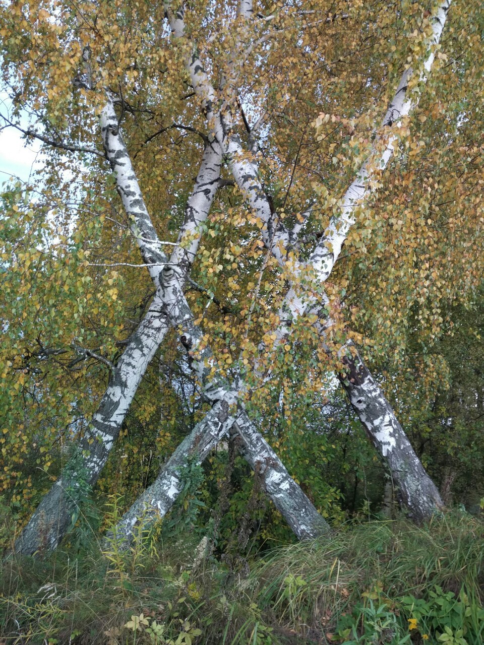 960x1280, 602 Kb / Березы