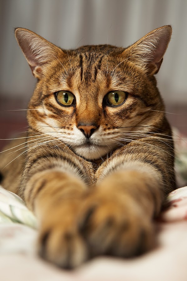 600x900, 149 Kb / кот, сфинкс