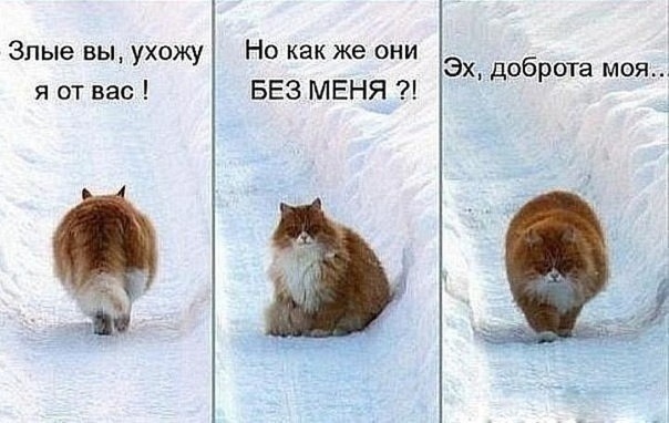 604x382, 70 Kb / кот, рыжий, снег