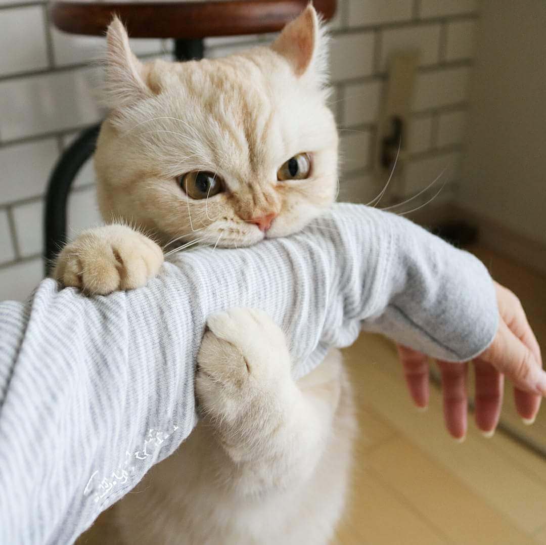 1080x1078, 77 Kb / кот, рука, кофта, кусь