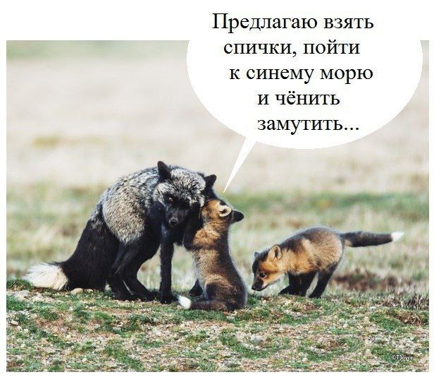 616x534, 69 Kb / лисички, спички, море, лисята
