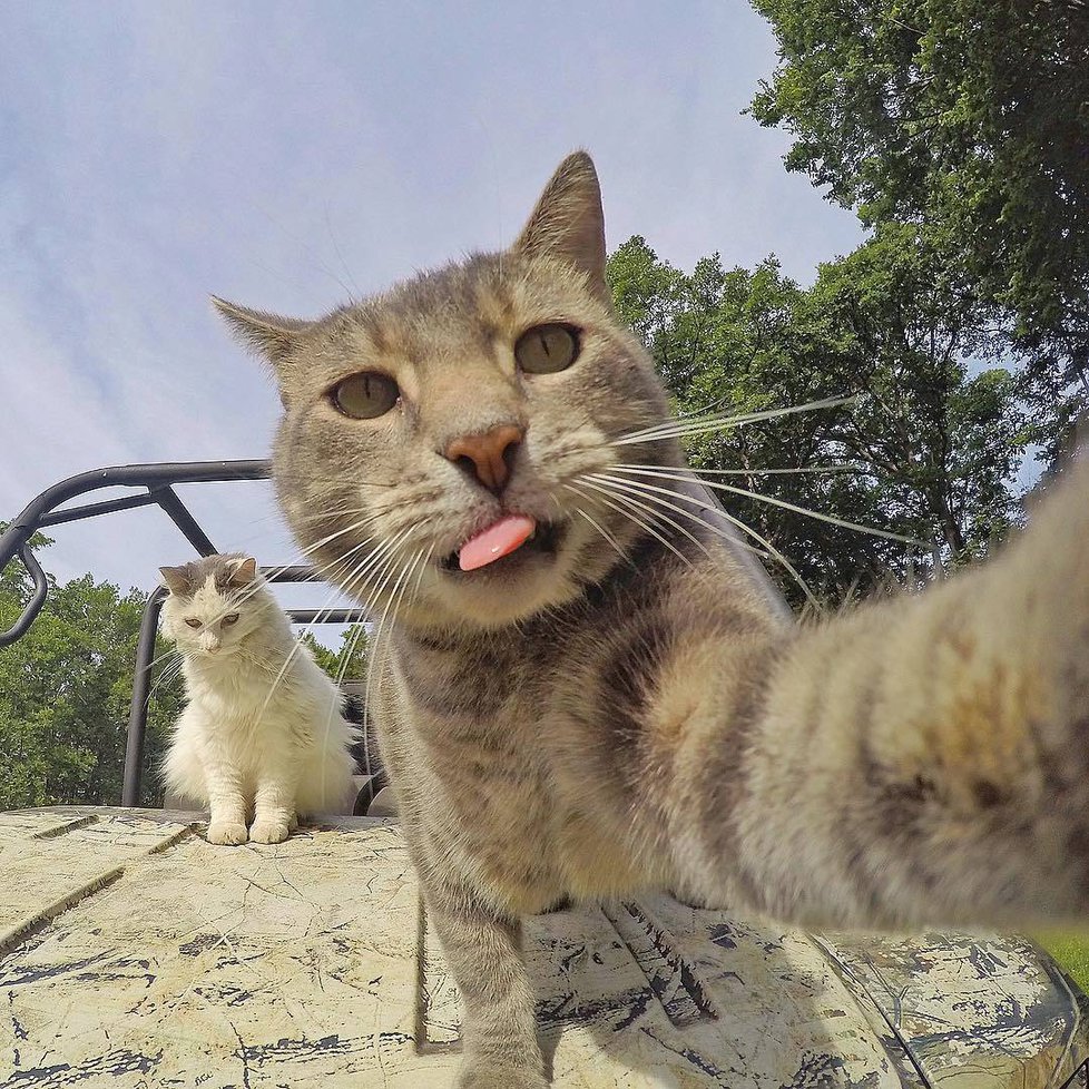 978x978, 299 Kb / авто, коты, бездомные, селфи, язык