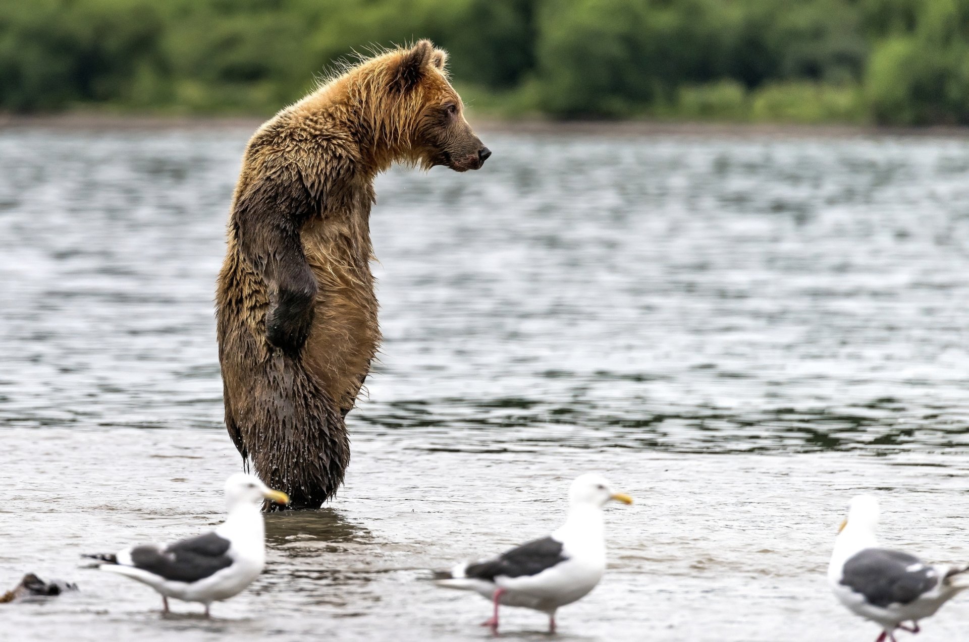 1920x1273, 371 Kb / чайки, вода, мокрый, медведь