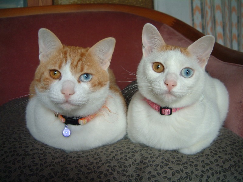 800x600, 93 Kb / коты, глаза