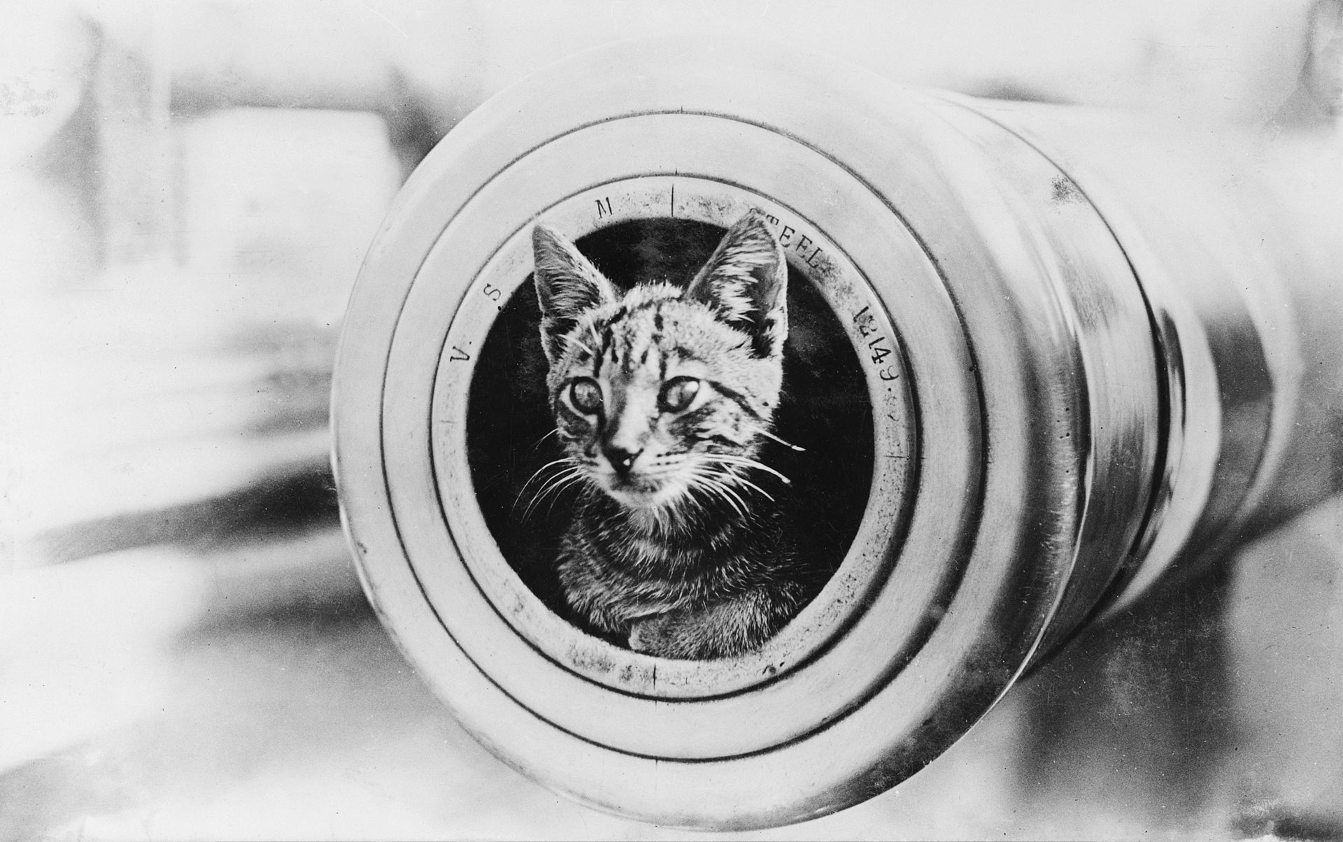 1920x1204, 306 Kb / кот, ствол, орудие