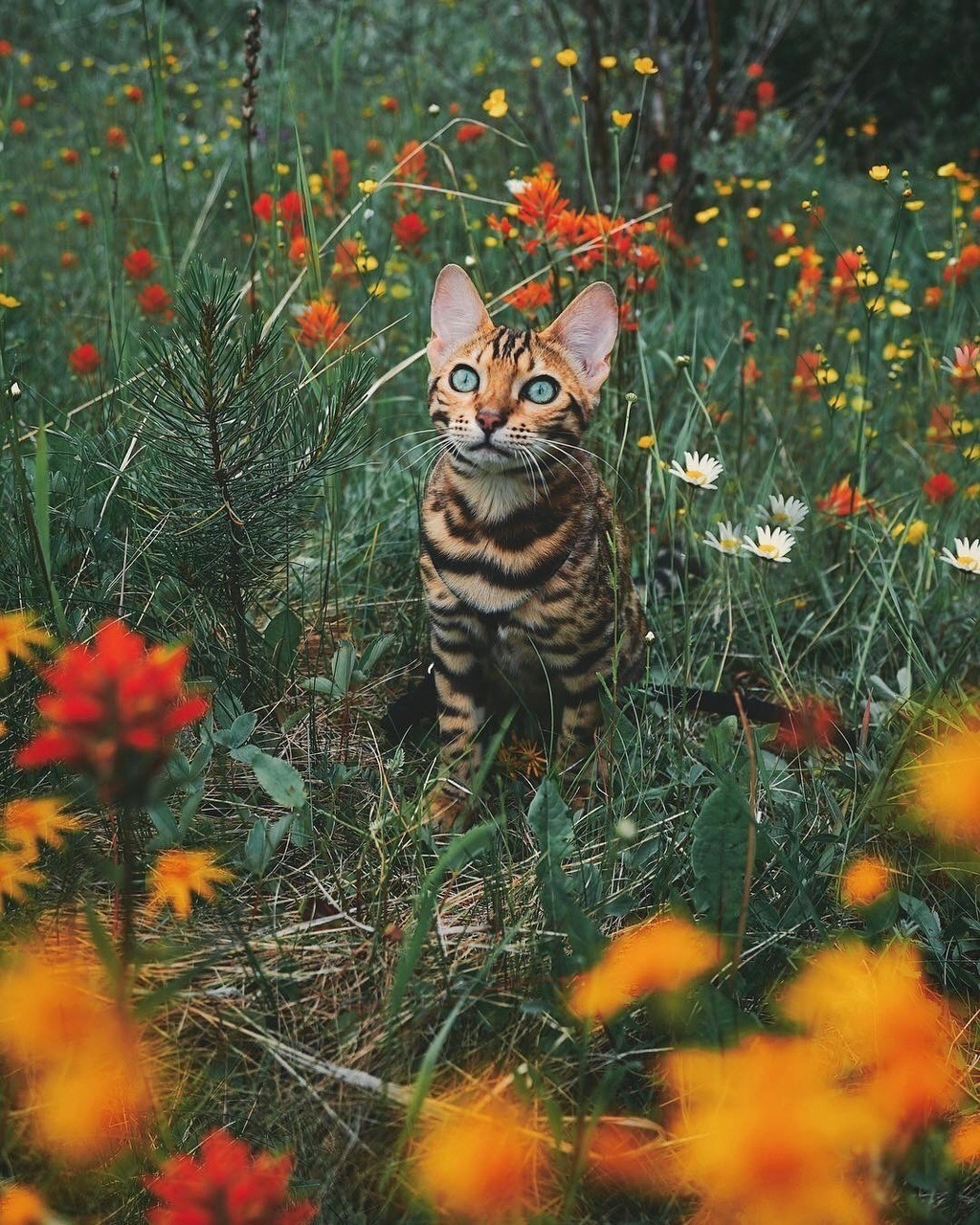 1024x1280, 452 Kb / кот, цветы, поле, тигр