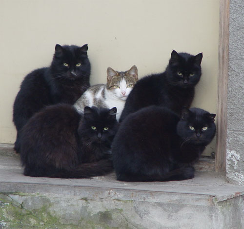 500x469, 37 Kb / коты, шпион