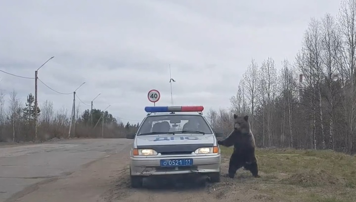 720x409, 77 Kb / медведь, дпс