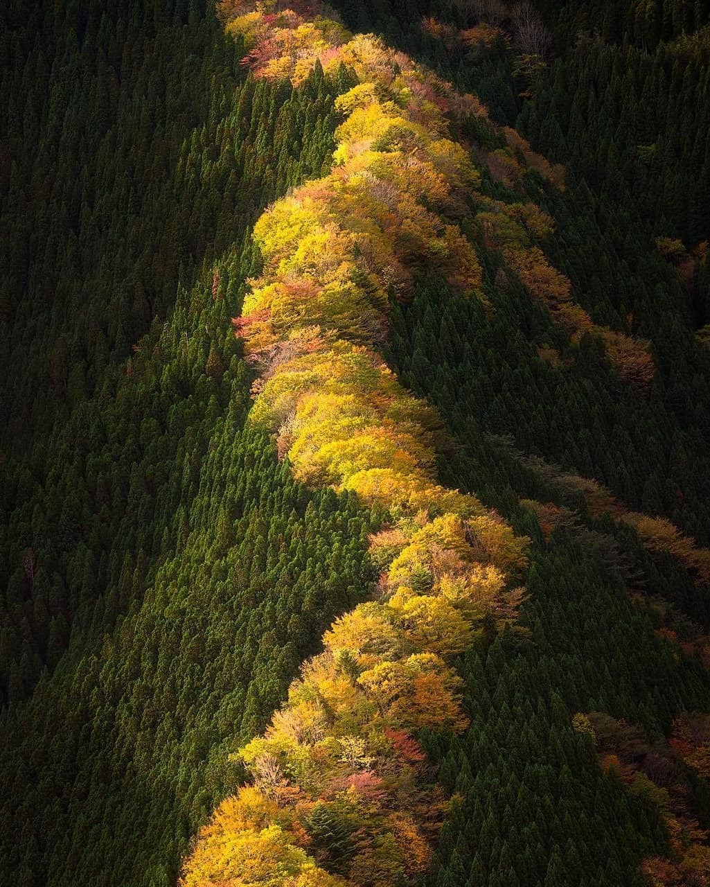 1025x1280, 337 Kb / холм, лес, осень, хребет