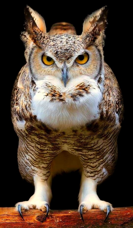 542x929, 163 Kb / сова, птица, когти