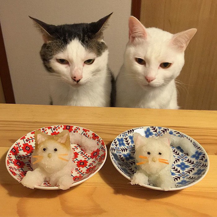 700x700, 118 Kb / Кошки, блюдца