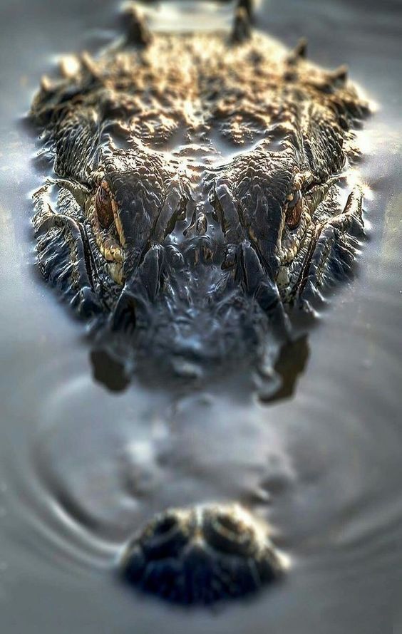 564x890, 84 Kb / крокодил, вода