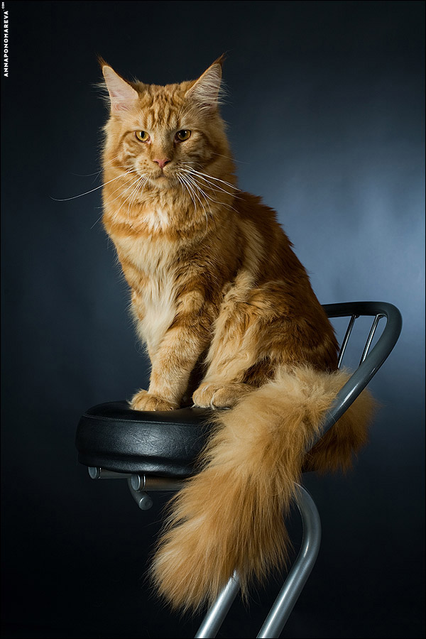600x900, 140 Kb / кот года