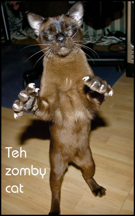 440x706, 54 Kb / кот, зомби
