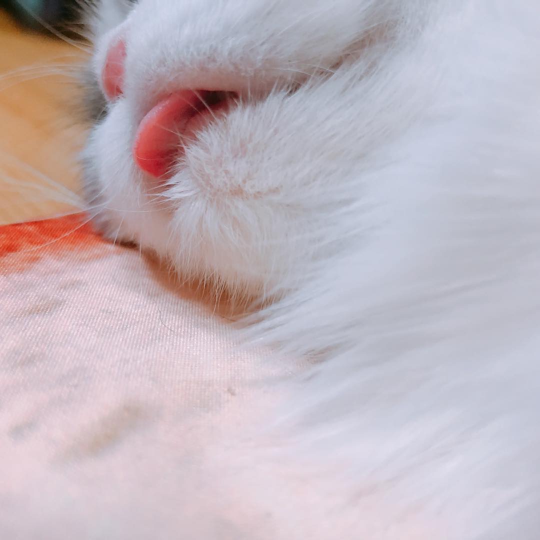 1080x1080, 57 Kb / Котэ, язык