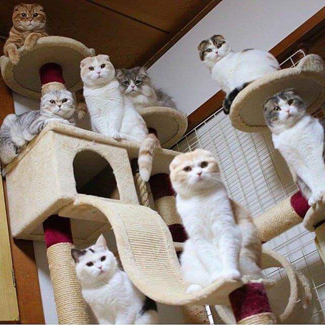 640x640, 72 Kb / Кошки, живой уголок, кошачий дом