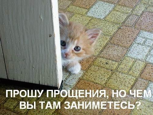 500x375, 53 Kb / подпись, котенок