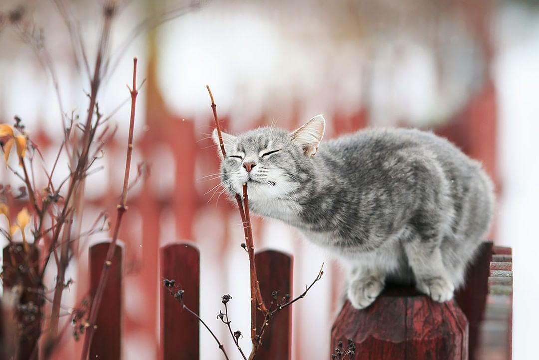 1080x721, 82 Kb / Кот, серый, забор, ветки