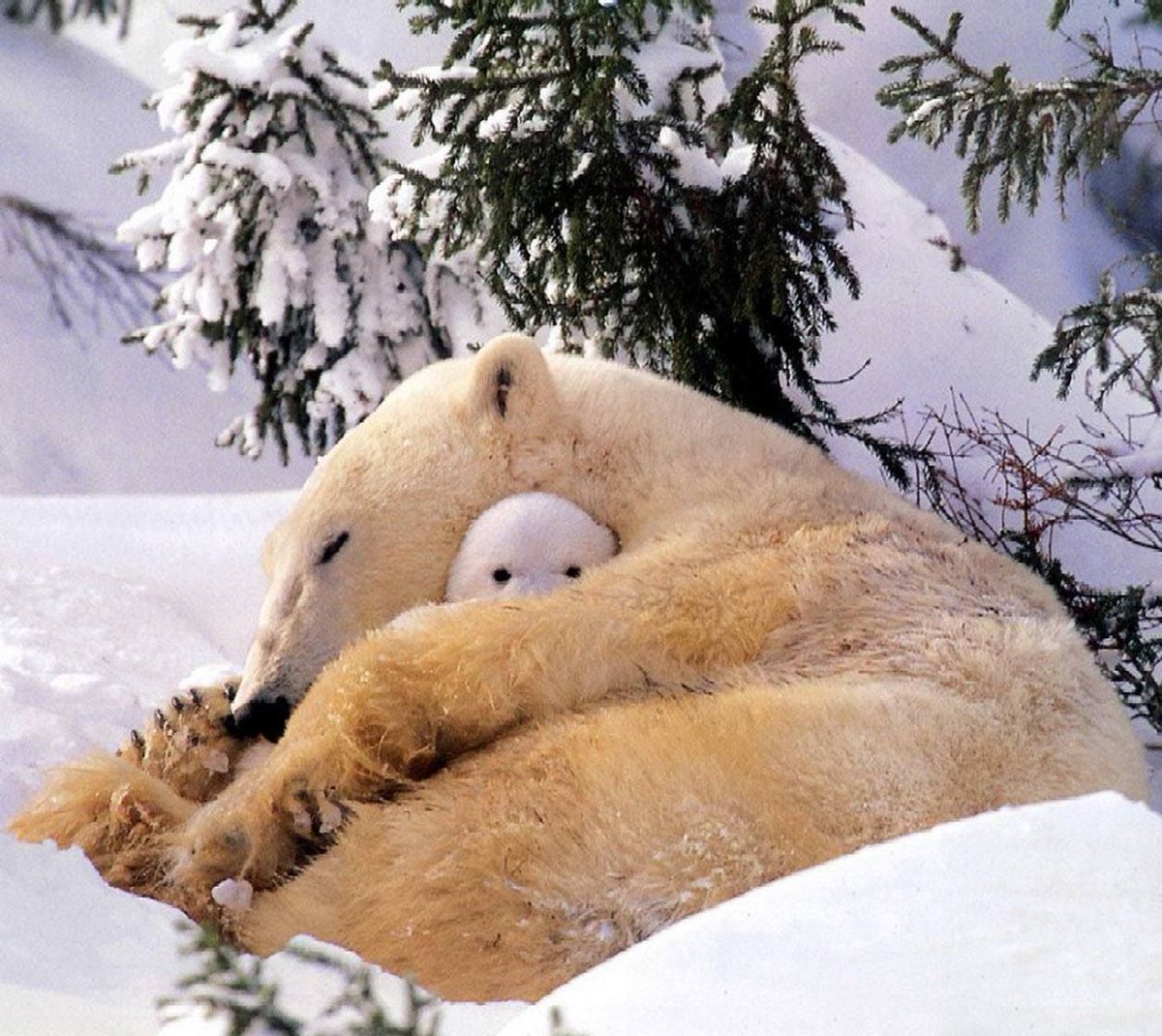 1200x1070, 253 Kb / медведица, снег, медвежонок, елка