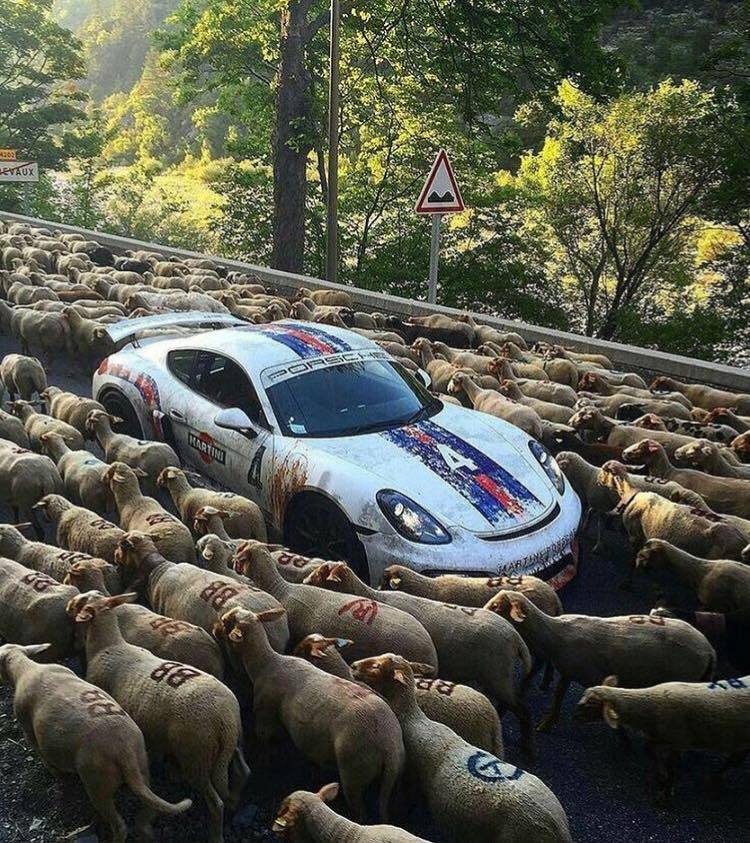750x843, 162 Kb / овца, автомобиль, затор, пробка, знак, спорткар, порше, Porsche, Cayman, GT4