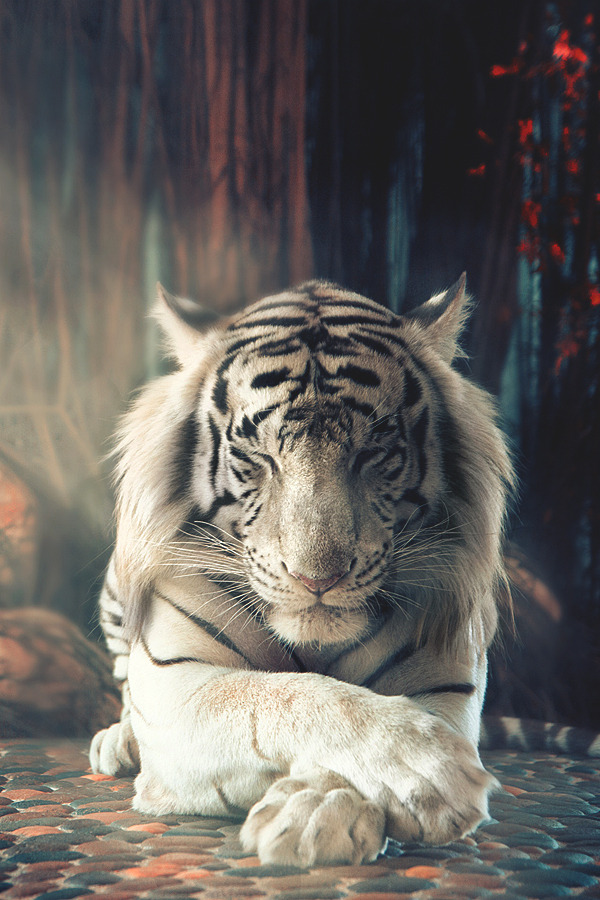 600x900, 190 Kb / тигр, белый