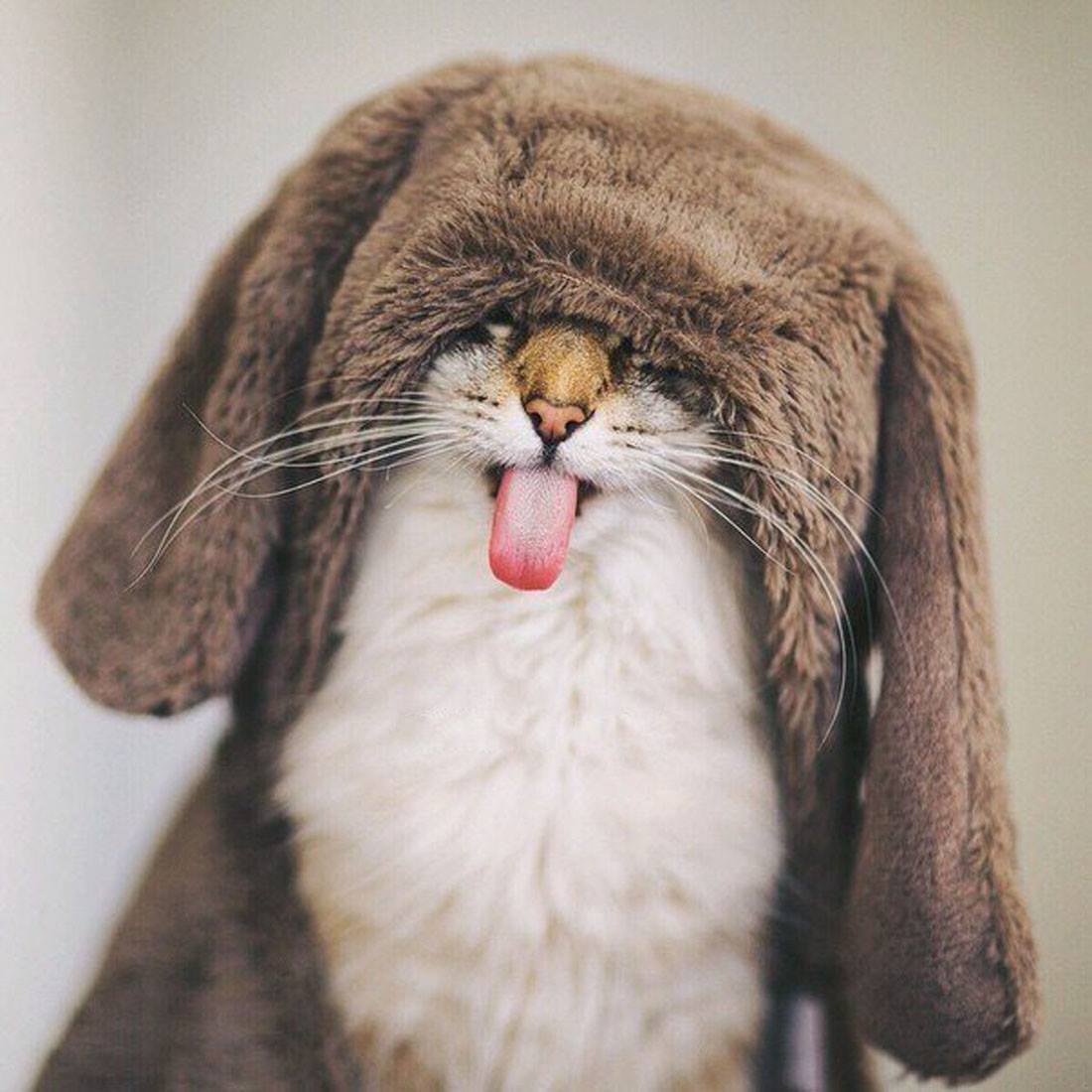 1100x1100, 116 Kb / кошка, кот, язык, шапка, костюм, уши