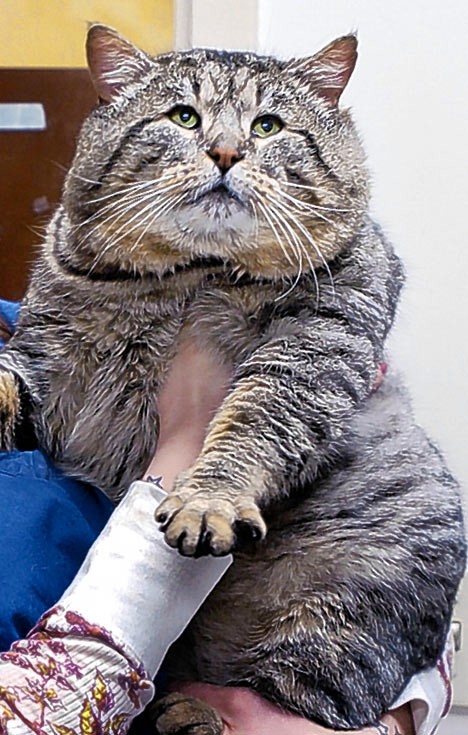 468x735, 121 Kb / кот, новодворская